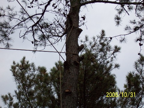 Pine Tree 010 Medium Web view.jpg
